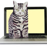 Pop Up Pet Silver Tabby on lap top