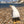 Pop UP Pet Seagull on beach