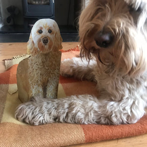 Pop Up Pet Cockapoo 