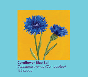 Rosie Flo Cornflower Seeds