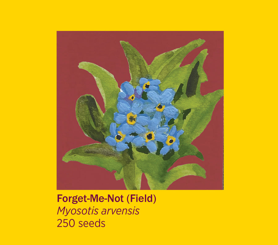 Rosie Flo's TForgot-Me-Not Flower Seeds