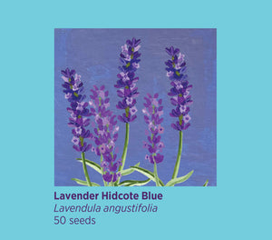 Rosie Flo Lavender Seeds