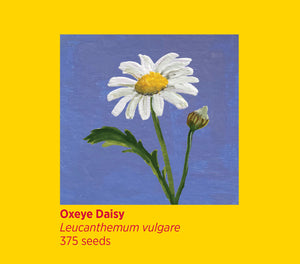 Rosie Flo's Oxeye Daisy Seeds