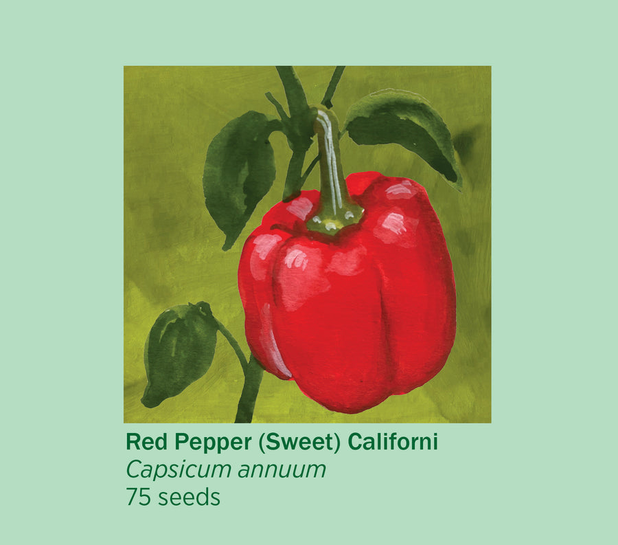 Rosie Flo's Red Pepper Seeds