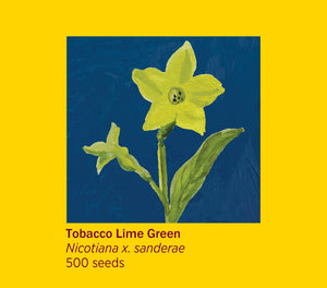 Rosie Flo's Tobacco plant Flower Seeds